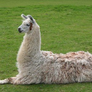 Not a real llama
